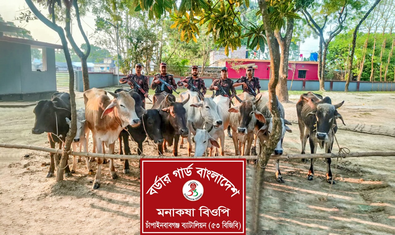 ৫৩ বিজিবির অভিযানে মনাকষা সীমান্তে ১০ ভারতীয় গরু আটক।