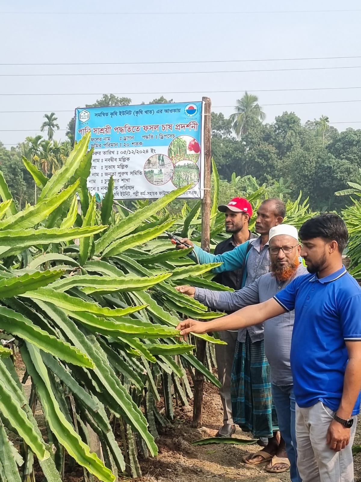 ডুমুরিয়ায় ড্রাগন ফল ড্রিপসেচ পদ্ধতিতে চাষ ।