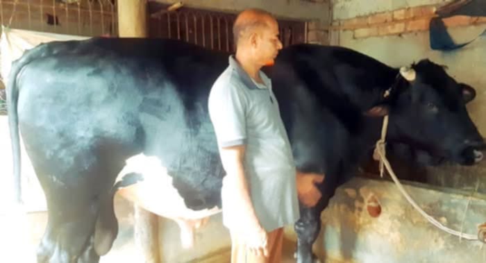 নওগাঁর আত্রাইয় কোরবানির জন্য প্রস্তুত করা প্রায় ৩৬ মনের ষাঁড়, কাঙ্ক্ষিত দাম নিয়ে শংকা ।