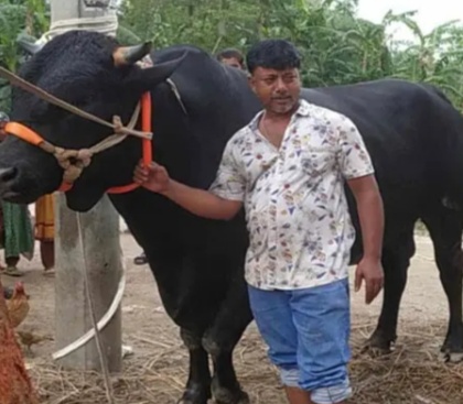 ঠাকুরগাঁওয়ে কালা বাবু নামে গরুটির ২০ মণ ওজনের মাংস হওয়া সম্ভব না ।