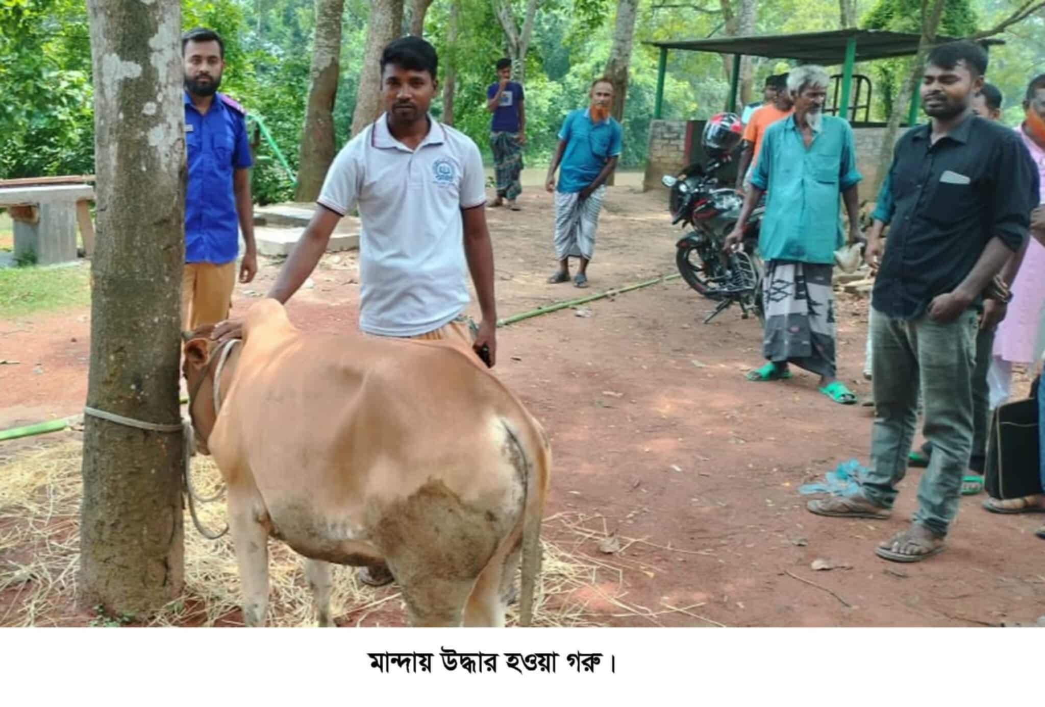 নওগাঁর মান্দায় চোরাই এঁড়াবাছুর উদ্ধার সহ এক জন চোর গ্রেপ্তার ।