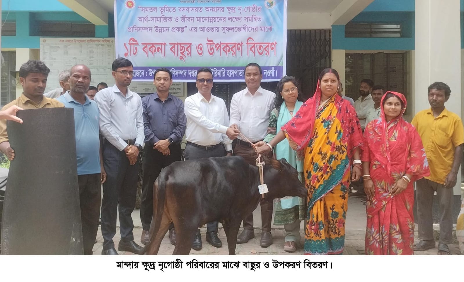 নওগাঁয় ক্ষুদ্র নৃগোষ্ঠীর আদিবাসী ৫১ টি পরিবারের মাঝে বকনা গরু বিতরণ ।