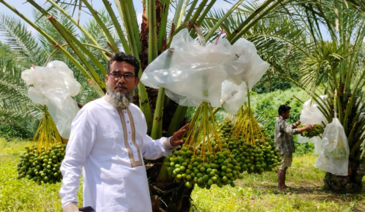 খাগড়াছড়ির পাহাড়ে মরুভূমির খেজুর চাষে সফল নূর আলম, বছরে আয় ৭ লাখ টাকা ছাড়ানোর আশা ।