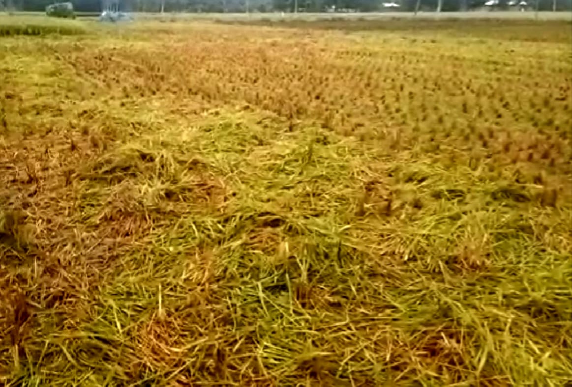 আদালতের-নির্দেশ-অমান্য-করে ফসল কেটে নিলো।